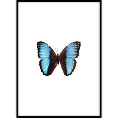 Poster met een foto van een levensechte blauwe vlinder.