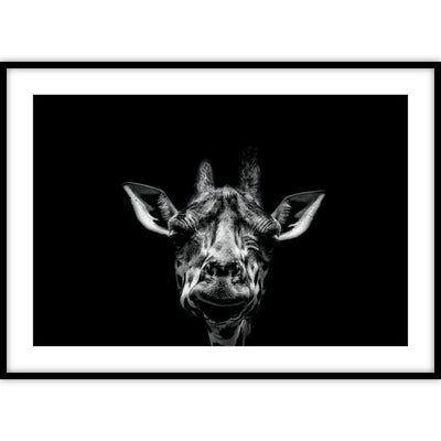 Ingelijste poster van een grappig kijkende giraffe in zwart-wit.