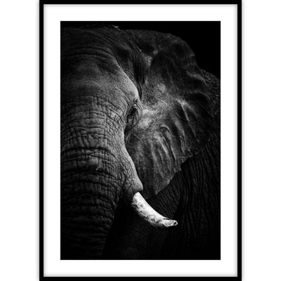 Poster met de kop van een olifant en zijn slagtand erop.