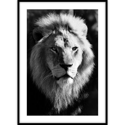 Een poster met een zwart-wit fotoportret van een leeuw met mooie belichting die je recht aankijkt.