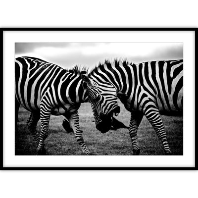 Een ingelijste zwart-wit poster met een foto van twee zebra's in gevecht met elkaar.