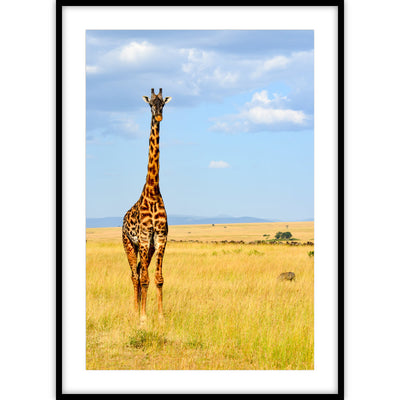 Ingelijste poster met een kleurenfoto van een giraffe in het gras van de savanne bij een helder blauwe lucht.
