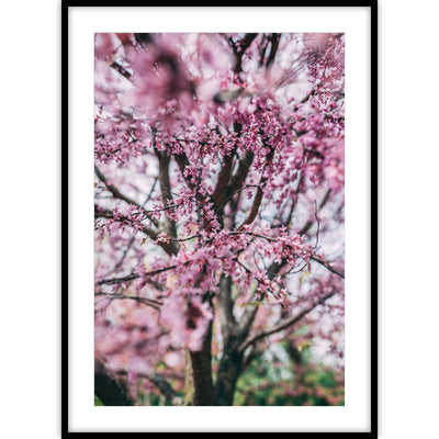 Een ingelijste poster met beeldvullende foto van bloesemtakken met roze bloemen.